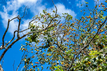 Diospyros kaki fruit or Persimmons are exposed to the sun and natural wind like the Japanese and Korean Hoshigaki method, Da Lat, Vietnam. Hong Treo Gio