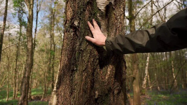 The hands of a person peeling bark from a tree