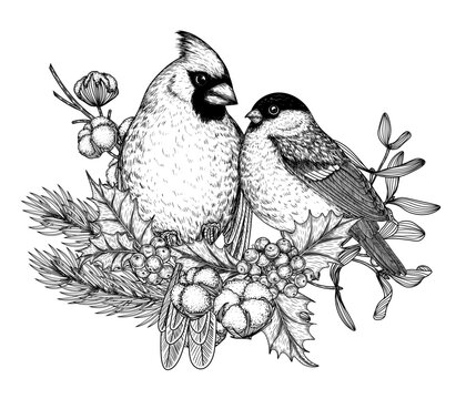 Vector illustration of winter birds on branches. Red cardinal and bullfinch in engraving style