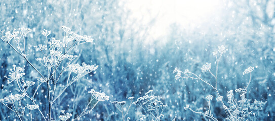 Winter background with frost-covered dry plants in a meadow during snowfall - obrazy, fototapety, plakaty
