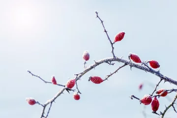 Foto op Aluminium Rosehip berries covered with frost on a bush in winter in sunny weather © Volodymyr