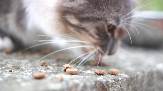 A street stray cat eats similar food on the ground in the grass, outdoors. The concept of wild stray animals living on the streets.