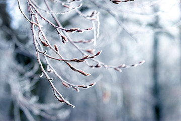 Frost-covered tree branches in the forest on a blurred background