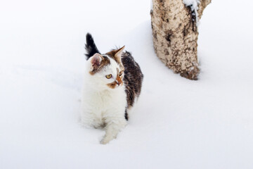 Small spotted cat in winter on white snow
