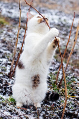 Fototapeta premium A white spotted cat in winter in the garden near a raspberry branch stands on its hind legs
