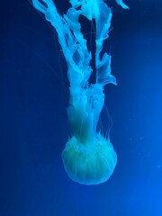 jellyfish in blue water