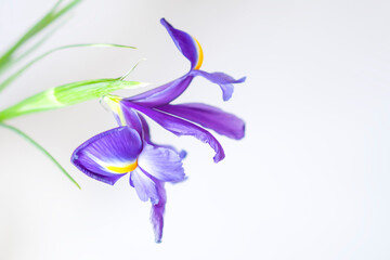 Obraz na płótnie Canvas Close up of the purple iris flower on white background.