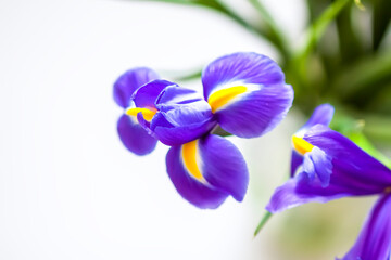 Close up of the purple iris flower on white background.