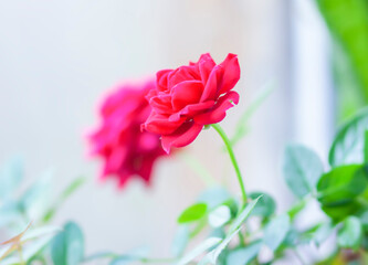 Rose flower in a flower pot. Decorative house plant.