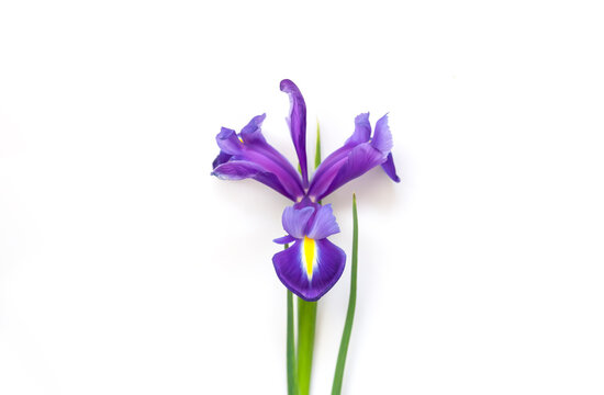Close up of the purple iris flower on white background.