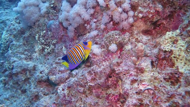 Swimming tropical fish - the royal angelfish (Pygoplites diacanthus). Tropical coral reef, underwater video from scuba diving. Marine life, vivid fish in the ocean.