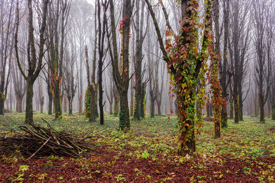 leafless forest on a misty morning. creeper plant on the trunks