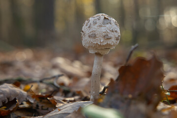 Macrolepiota rhacodes growing on the forest floor in autumn