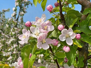 Spring blossom white pink flowers apple tree in garden.