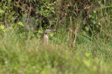 Indian Pond Heron, n the nature swamp habitat, india odisha. Bird in the green flower in march. Brown heron from Asia.