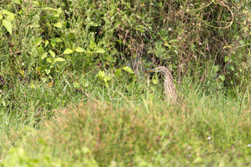 Naklejka na ściany i meble Indian Pond Heron, n the nature swamp habitat, india odisha. Bird in the green flower in march. Brown heron from Asia.