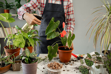 Arabic man hand spray on leave plants at home using a spray bottle watering houseplants. Houseplant care