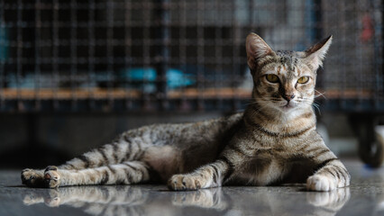 A contemplative tabby cat rests on glossy flooring, its sharp gaze and relaxed posture embodying...