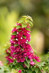 Vibrant Pink Bougainvillea Bloom in the Garden