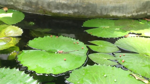 golden fish in pond, with green lotus leaves floating