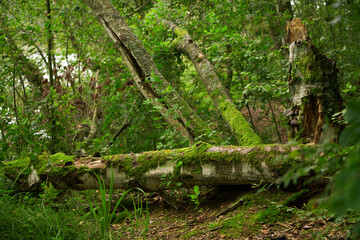 A fallen tree covered in moss. Discovering wet forest. Rainforest.