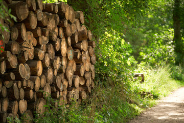Tree logs in the forest. Stack of chopped woods stack