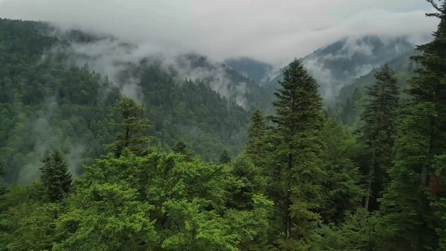 Mystical landscape in a rainy day with mountains forested with firs. Fabulous aerial view with foggy clouds above the trees.
