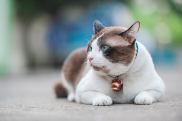 Alert Siamese cat with striking blue eyes and brown-white fur sits calmly, collar bell shining in...