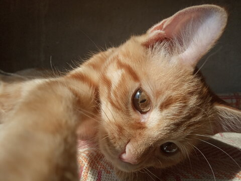 cat cat redcat rex pussycat little