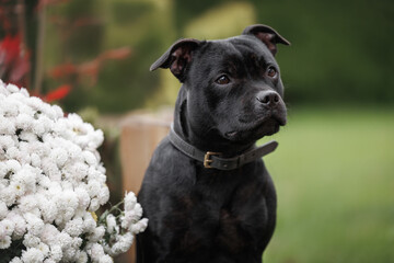 black staffordshire bull terrier dog portrait outdoors next to flowers
