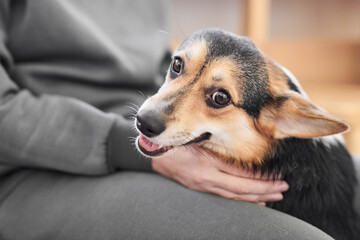 Pembroke Welsh Corgi on studio background, close-up portrait of smiling dog showing tongue