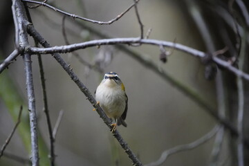 The goldcrest (Regulus regulus) is a very small passerine bird in the kinglet family. Hanover, Germany.