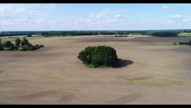 Aerial view, group of trees in a field between Lueneburg and Wendisch-Evern