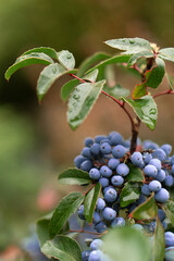 Blue berries on a bush in the autumn garden