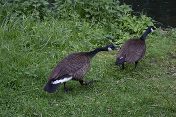 Wild geese make their way through tall grass to a pond