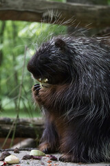 Close-up of a small porcupine eating its lunch on a tree stump at the zoo