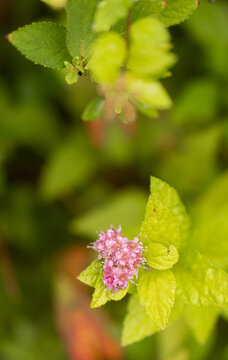 Place for text. Blur. Pink autumn flower in sdu.