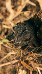 Details of a camouflaged toad in its well