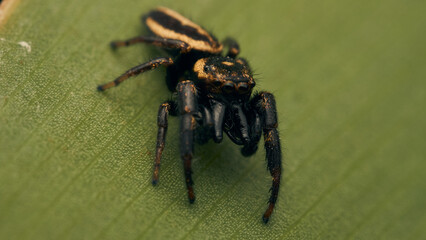 A small black and yellow jumper spider on a green leaf
