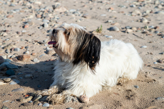 Bever Yorkshire Terrier walks outdoor, funny, dirty and ungroomed