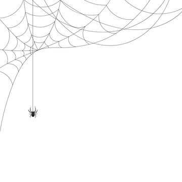 White background with cobweb and spider. Insects. Illustration, background with copy space, vector