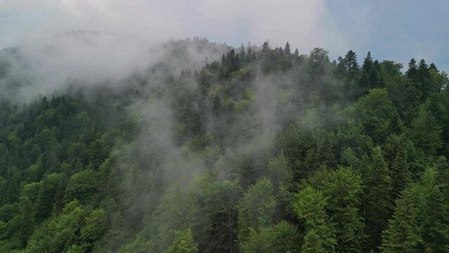 Mystical landscape in a rainy day with mountains forested with firs. Fabulous aerial view with foggy clouds above the trees.