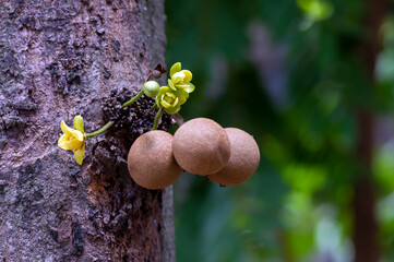 Kepel fruits and flowers or burahol (Stelechocarpus burahol), on the tree trunk, selected focus