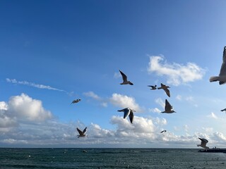 Flying seagulls at the seashore , blue sky with white clouds, big seagulls