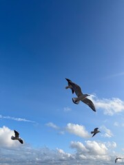 Flying seagulls at the seashore , blue sky with white clouds, big seagulls