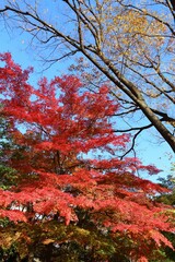 Autumn leaves in Tokyo, Japan