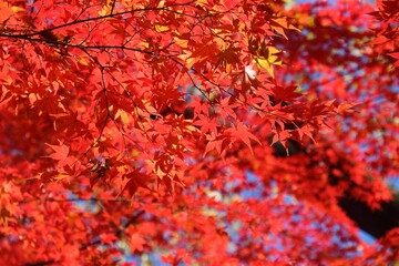Naklejka na ściany i meble Autumn leaves background from Japan