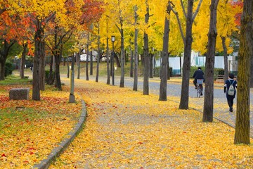 Osaka autumn street
