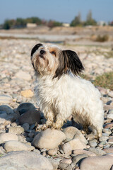 Bever Yorkshire Terrier walks outdoor, funny, dirty and ungroomed