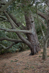 Large Tree trunk in woods at Looe Cornwall